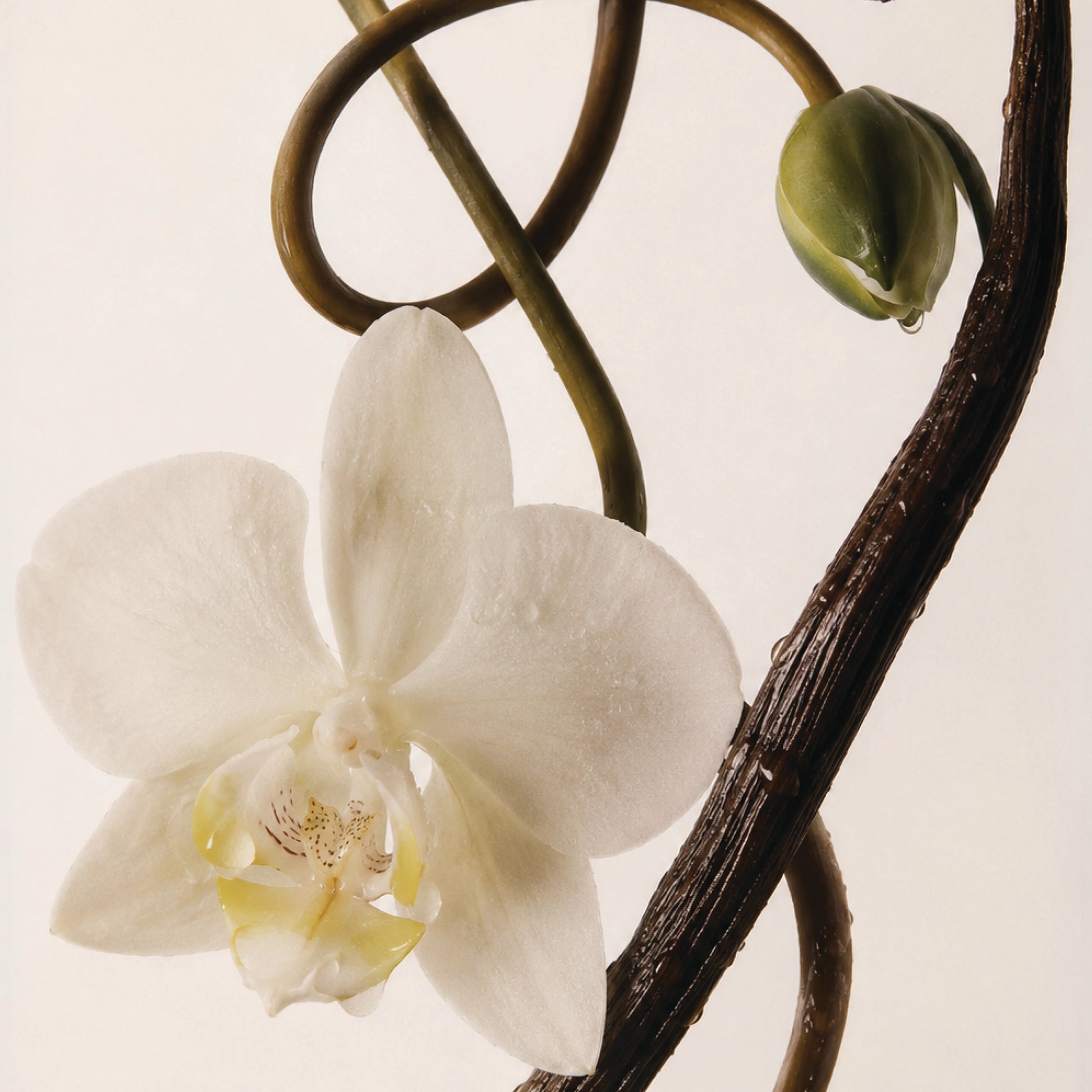 Vanilla Vanilla